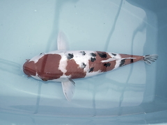 Killikus&reg; Fotographie